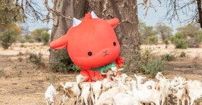 아프리카 아이들이 영양실조로 죽어가고 있습니다 흑염소를 보내주세요... 영양실조로 죽어가고 있습니다 흑염소를 보내주세요  - 나는 솔로 갤러리