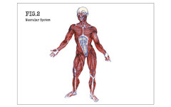 Medical Illustration and Graphic Design: Visual Essay on Behance
