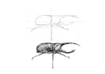 Dynastes Hercules on Behance