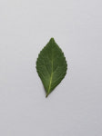 A Collection of Dancing Leaves on Behance