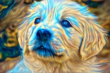 Dream Dog 59 | Deep Dream Generator