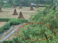 경매마당 공매정보 2024-11110-001의 시세, 권리분석, 상세정보