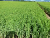 경매마당 경매정보 2023타경106239의 시세, 권리분석, 상세정보