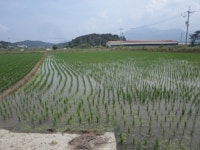 경매마당 경매정보 2023타경946의 시세, 권리분석, 상세정보