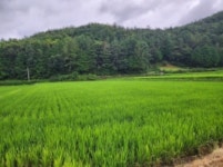 경매마당 경매정보 2024타경57521의 시세, 권리분석, 상세정보