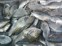 가덕 대항새바지 벵에탐사