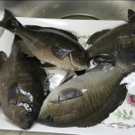 오랜만에 벵에돔 어묵을 만들어봤어요