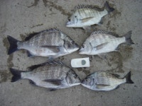 거제권 선상조황