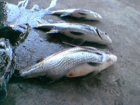 설 연휴... 거제 선상 조황...