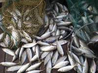 욕지 연화도좌대낚시 조황입니다.~!!!!