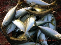 노대좌대,고등어,전갱이,조황 입니다,~~