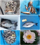 삼천포 저도(딱섬)유료낚시터 5/10,11 조황정보