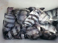 [새섬좌대]돌돔...돌돔..마릿수조황~~~^^