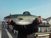 송정낚시터 농어 최대어상 이벤트중입니다