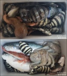 【달아 내만권좌대】 오늘의 좌대에서는....