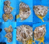 동영호 쭈꾸미 조황!(쭉 자리여유)