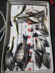 🐟거제낚시전성시대 선상현황입니다🐟