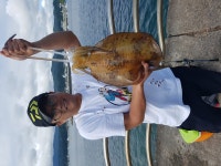 후포권 무늬오징어 조황