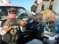 개야도권 감성돔 조황(5/29)