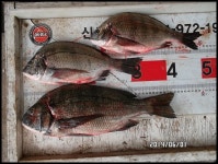 가덕 신광낚시 조황입니다...