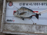 가덕 신광낚시 감성돔 조황입니다