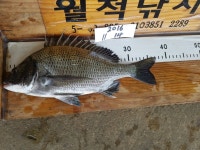 가덕도 월척낚시조황입니다