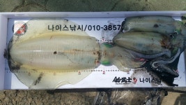 능포나이스낚시 양지암 갯바위조황