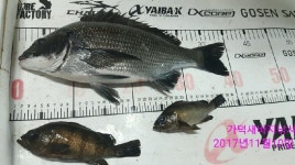 가덕새바지 11월10일조황외(새바지.털보.덕성)