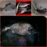 금일 상주 조황입니다.