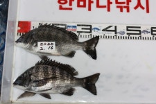 가덕한바다낚시조황