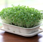 건강새싹채소 - 다채 | 두란노몰 건강새싹채소 - 다채