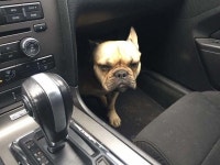 산책대신 병원 - DVDPrime