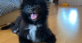 유기견 ‘반달’이 임시보호 이야기 - NBA Mania