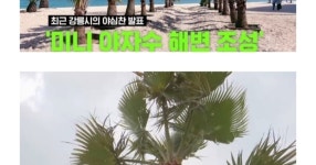 강릉에 야자수 심기 프로젝트 - NBA Mania