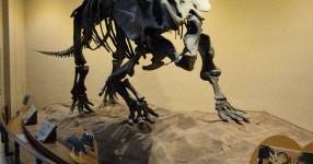 서대문 자연사 박물관 가보니 좋네요 - NBA Mania