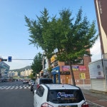 중앙병원 건너편 상아의료운동기구쪽과 백다방커피숍 은행나무들 전지작업 부탁드립니다. - 목포시 중앙병원 건너편 상아의료운동기구쪽과... 