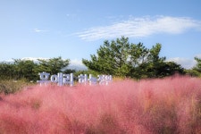 지역축제 - 휴애리 핑크뮬리 축제 2020 | 문화체육관광부