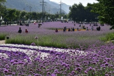 지역축제 - 인제가을꽃축제 | 문화체육관광부