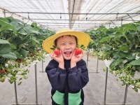 지역축제 - 율봄식물원 딸기 시즌 | 문화체육관광부