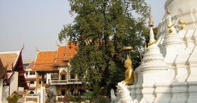 	왓 부파람 - Chiang Mai, 타이 | Sygic Travel 왓 부파람 - Chiang Mai, 타이