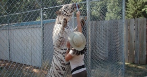 Great Cats World Park in Oregon, United States | Sygic Travel Great Cats World Park in Oregon, United States