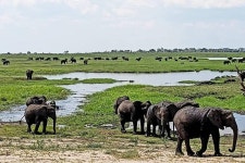 2023 Victoria Falls Birding Safari provided by Victoria Falls Safaris