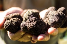 Tripadvisor | Truffle experience provided by Matteo Truffle Experience | Bracciano, Italy