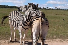 2023 Addo Elephant National Park Game Drives - Tripadvisor
