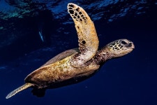 2024 2 Tank Maui Turtle Scuba Dive (Boat) + Snorkelers Welcome!