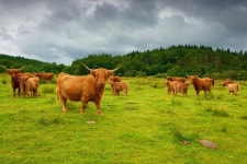 Tripadvisor | Scottish Highlands Luxury Private Tour with Scottish Driver provided by Aura Journeys | Glasgow, Scotland
