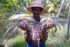 2023 Kumbalangi Village Tour With English Speaking Driver