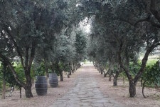 Wine - Oil tasting & light lunch from Rome - Private Tour | Italy