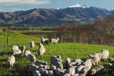 2023 Wine Tasting & Sheep Farm Tour provided by Hurunui Tours