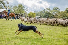 (2023) Private Tobruk Sheep Station Day Tour from Sydney Including BBQ Lunch